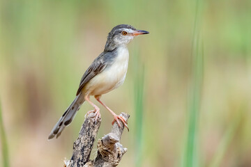 The Plain Prinia on a branch