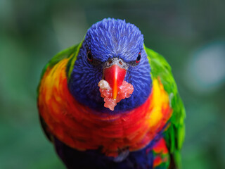 Portrait of a mountain lorikeet with fruit in its beak and a blurred background.

