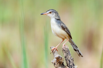 The Plain Prinia on a branch