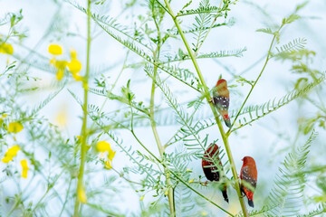 The red avadavat on a branch