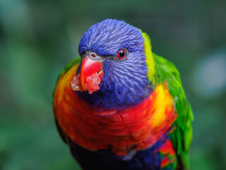 Portrait of a mountain lorikeet with fruit in its beak and a blurred background.
