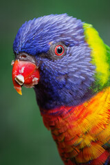 Portrait of a mountain lorikeet with fruit in its beak and a blurred background.
