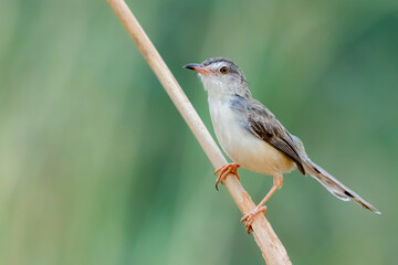 Fototapeta premium The Plain Prinia on a branch