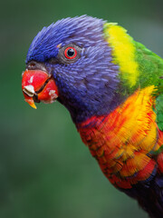 Portrait of a mountain lorikeet with fruit in its beak and a blurred background.
