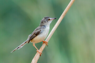 The Plain Prinia on a branch