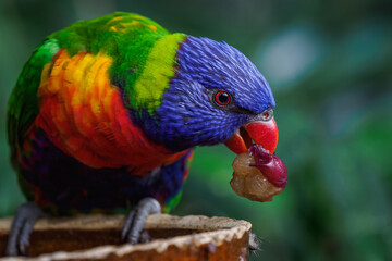 Portrait of a mountain lorikeet with fruit in its beak and a blurred background.
