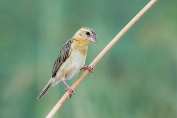 The baya weaver on a branch