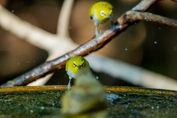 The Indian White-eye take a bath on a branch