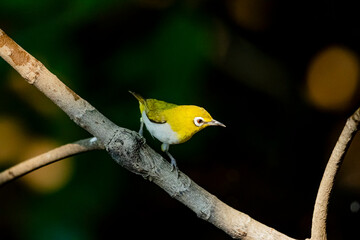 The Indian White-eye take a bath on a branch