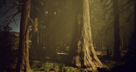 Sunlight filters through the tall trees in a tranquil forest, creating a warm glow on the bark and surrounding foliage during the golden hour. Nature thrives in this peaceful setting.