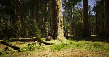 A large, ancient tree stands surrounded by ferns and lush foliage in a serene forest. Sunlight filters through the branches, creating a calm and inviting atmosphere in nature.