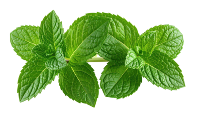 Lush, vibrant mint sprigs with bright green leaves