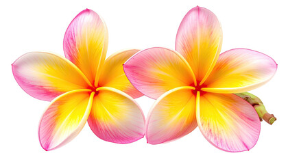 Two plumeria flowers showcase pastel petals on a black background