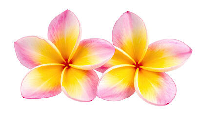 Two soft pink and yellow frangipani blossoms isolated