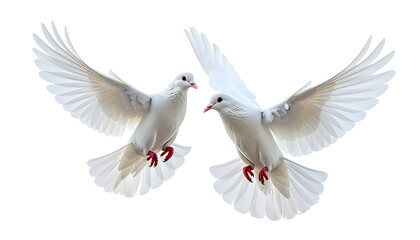Two white doves, wings spread, flying on a black background