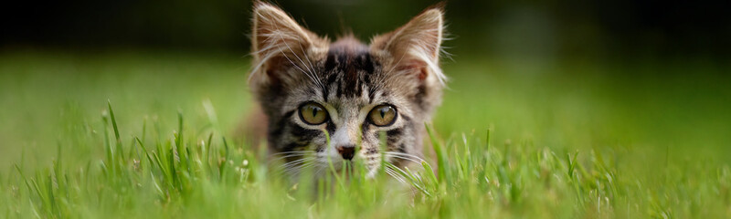 Header of tabby kitten lying in green grass staring directly at camera, ears perked up and whiskers visible, outdoor setting with blurred background