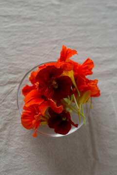 Fresh Edible Orange Nasturtium Flowers in Glass Bowl on Linen