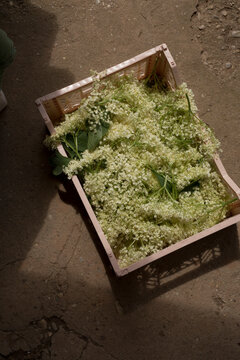 Freshly Harvested Elderflowers in Wooden Crate