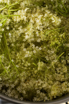 Abundant Fresh Elderflower Blooms Macro Shot