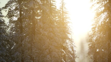 Majestic snow covered trees reach towards the sky, illuminated by warm golden sunlight. A serene winter atmosphere invites quiet reflection and peaceful exploration in nature.
