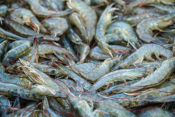 Fototapeta premium Capture the allure of fresh seafood with this pile of raw prawns, showcasing their natural beauty and texture. Perfect for culinary projects and illustrating the freshness of aquatic cuisine.