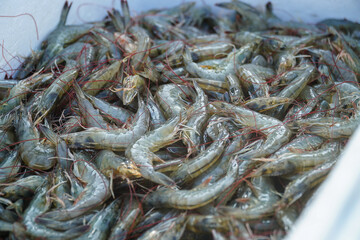 A generous pile of fresh, uncooked prawns, promising a delectable seafood experience. These crustaceans invite culinary creativity, perfect for vibrant dishes and seafood feasts.