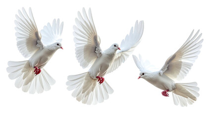 Trio of white doves in mid-flight against a dark backdrop