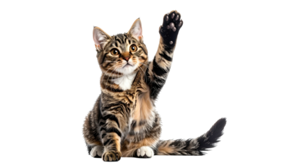 Striped tabby cat raises paw, isolated against a black background