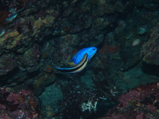 Bluestreak cleaner wrasse cleaning Neon damselfish
