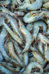 An overhead view showcases a dense gathering of fresh prawns, their mottled shells suggesting ocean depths and culinary promise, perfect for a seafood-themed project with natural appeal.