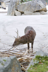 Captive deer searching for food on the ground