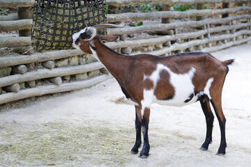 Close up view of goat domestic animal eating food