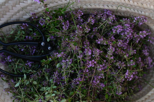 thyme in a basket 