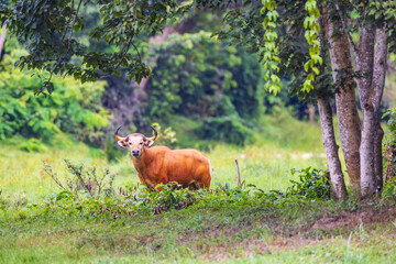 The banteng,  a rare wild animal live in the grasslands.