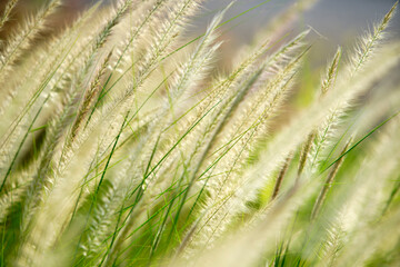 Soft Focus on Golden Grass Blades in Sunlit Greenery Landscape