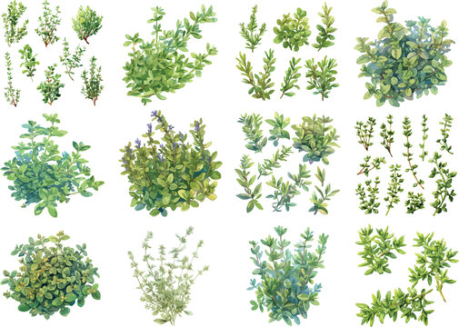Watercolor Thyme Bunch Clipart