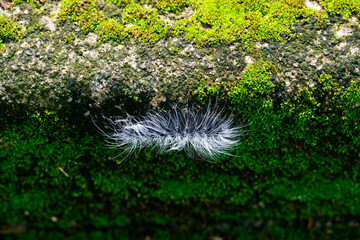 Close-Up of Woolly Caterpillar on Green Mossy Surface in Nature