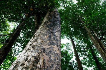 Majestic Tall Tree with Lush Green Canopy Against Bright Sky