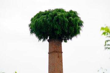 Unusual Tree Growth on Industrial Chimney Surrounded by Sky