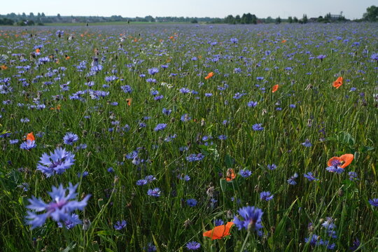 field of poppies and cornflower