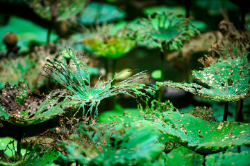 Unique Lotus Leaves with Intricate Patterns and Natural Beauty