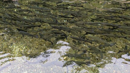 Rainbow trout