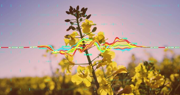 Fototapeta Showcasing yellow rapeseed stem rising above wide field at sunset with digital waveform glitch