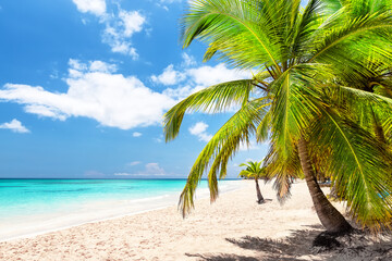 Amazing tropical island beach landscape with exotic coastline. Summer beach vacation. Exotic beach landscape of Saona island, Dominican Republic.