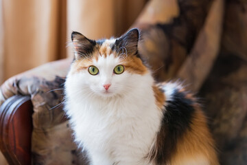 Portrait of a adorable, beautiful fluffy calico cat with green eyes sitting on a sofa at home. Young beautiful tricolor cat sits in a chair and looks at the camera.