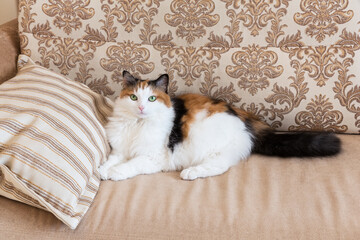 Portrait of a beautiful fluffy calico cat with green eyes, lying on a sofa at home.