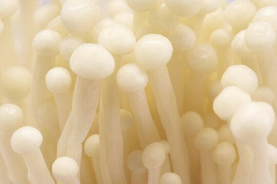 Enoki Mushrooms Close-up. A close-up image of enoki mushrooms with soft, creamy colors