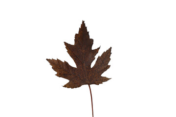 Vibrant Autumn Maple Leaf on White Background