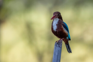 The White-throated Kingfisher on a branch