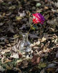 Letzte Rose des Sommers